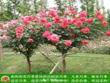樹(shù)狀月季，藤本月季，大花月季，貨源充足價(jià)格合理