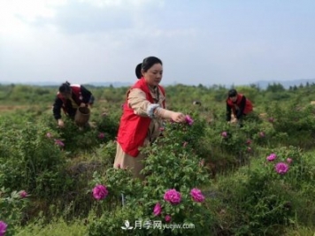 做美花木產(chǎn)業(yè) 浙江長(cháng)興這個(gè)鄉村打造美麗經(jīng)濟
