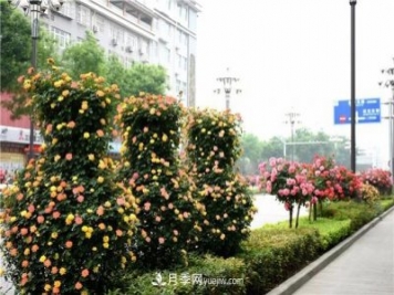 批發(fā)供應月季花瓶、月季花球等藤本造型月季