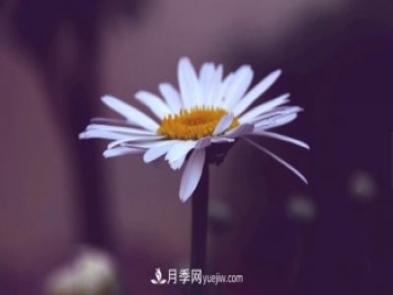 代表希望的花有哪些？推薦六大代表希望的花朵