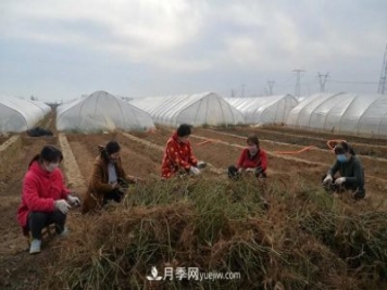 方城縣博望鎮月季園內移栽忙