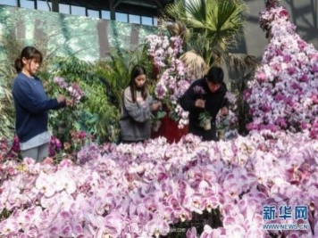 江蘇濱海：花卉農業(yè)科技園初顯規模