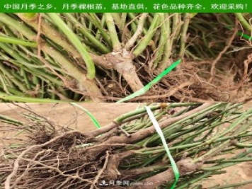 月季裸根苗，2020南陽(yáng)月季裸根苗大量出貨中