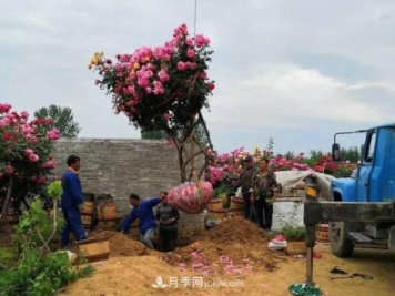 南陽(yáng)方城博望鎮：萬(wàn)畝月季喜“出嫁” 漂洋過(guò)海出國門(mén)