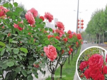 西安高新區，夏季樹(shù)狀月季花開(kāi)正艷