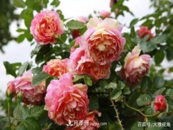 河南省各市市花，洛陽(yáng)牡丹最出名，月季最受歡迎
