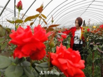 河南平頂山寶豐：發(fā)展月季種植 助力鄉村振興