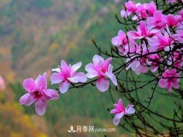 走進(jìn)南召縣小店鄉 辛夷產(chǎn)業(yè)發(fā)展助推脫貧攻堅