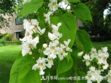 河南苗木楸樹(shù)和梓樹(shù)的區別