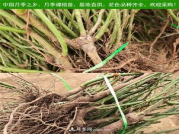 2025年南陽(yáng)月季裸根苗價(jià)格