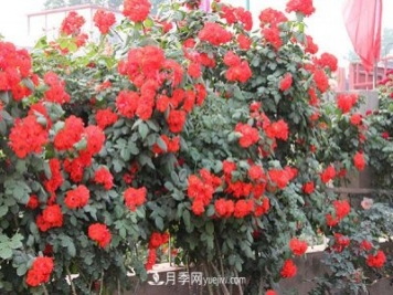 橘紅火焰月季/桔紅火焰月季