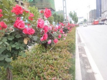 山西運城：月季花街，賞花要讓花入你眼中來(lái)