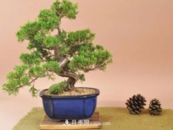 中國十大盆景排名，名貴盆景有哪些？