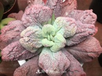 十大最丑多肉，你見(jiàn)過(guò)哪幾種？