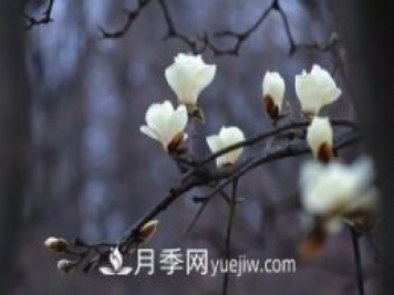 南召白玉蘭，廣玉蘭，紫玉蘭有什么區別，種植方法有哪些？