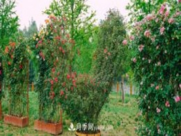 淮安市花月季為什么這樣“紅”？