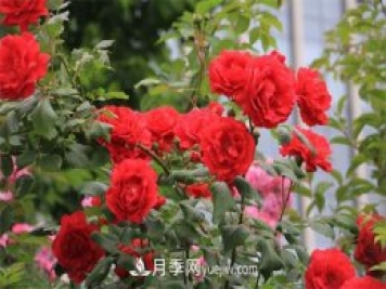 石家莊適合養月季花，市花和市樹(shù)是什么