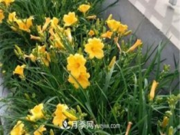 張家口適合養月季花，市花和市樹(shù)是什么