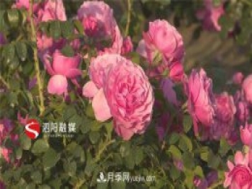 宿遷泗陽(yáng)：博士月季姐姐用快繁技術(shù)建起一座鮮花小鎮