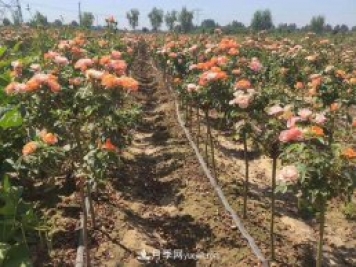 棒棒糖月季樹(shù)和樹(shù)樁月季有什么區別？