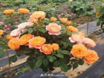 四川棒棒糖月季，重慶棒棒糖月季批發(fā)