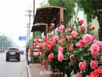 河北3公分樹(shù)狀月季，大花品種批發(fā)