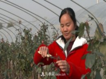 南陽(yáng)蒲山鎮王朝娟：月季綻開(kāi)致富的花