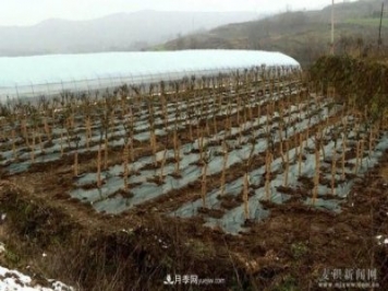 甘肅天水市麥積鎮北灣村： 月季花開(kāi)幸福來(lái)