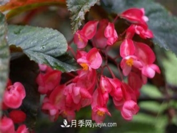有3種花養在室內長(cháng)得好，葉子還能葉插成活