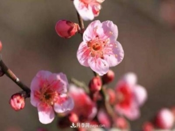 淮北市的市花是什么？月季花的花語(yǔ)寓意