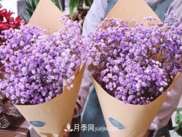 紫色滿(mǎn)天星的花語(yǔ)是什么？紫色滿(mǎn)天星適合送給什么人？