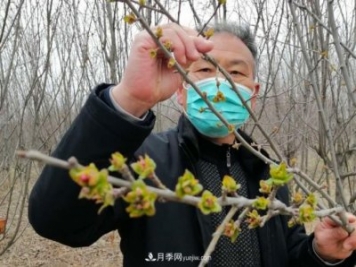 連云港浦南鎮：苗木和生態(tài)土雞面臨滯銷(xiāo)盼解困