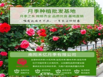 批發(fā)南陽(yáng)月季，就選擇南陽(yáng)禾億月季基地，放心