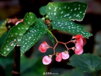 網(wǎng)紅花卉之鱒魚(yú)秋海棠，葉奇花美，如何進(jìn)行日常養護