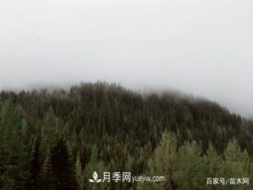 2021綠化苗木市場(chǎng)將有哪些重大升級