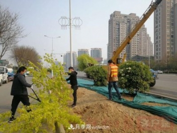 新鄉道路綠化升級喜現彩色樹(shù)，樹(shù)狀月季來(lái)了