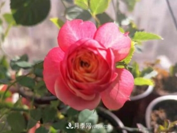 陽(yáng)臺上的浪漫比克和冥王星