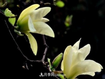 南陽(yáng)黃玉蘭的繁殖和養護