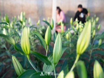 遼寧凌源：特色花卉產(chǎn)業(yè)助農增收