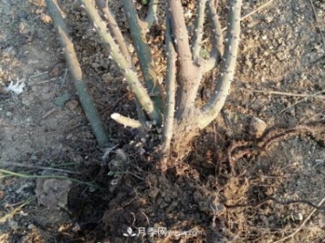 月季裸根大苗，品種多，適合工程和花友種植
