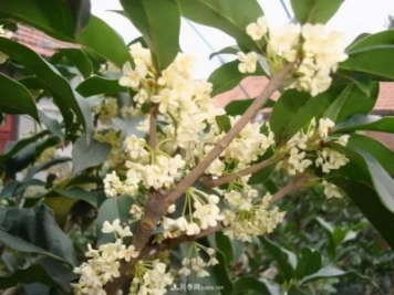 南陽(yáng)桂花多達45個(gè)品種，漲知識了