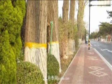 秦皇島北戴河：涂白穿裙剪枝抹藥 園林樹(shù)木過(guò)冬有保障