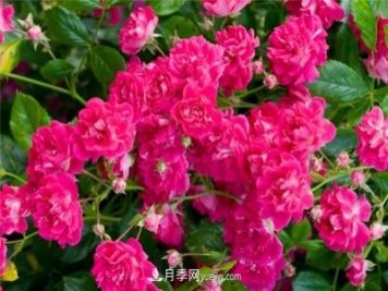 超級?？巳麪査_月季