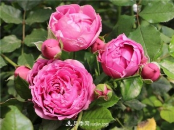 切花月季的栽培管理要點(diǎn)有哪些？