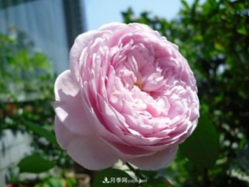歐月月季種一棵長(cháng)一片，陽(yáng)臺庭院都能養，見(jiàn)過(guò)的人都喜歡