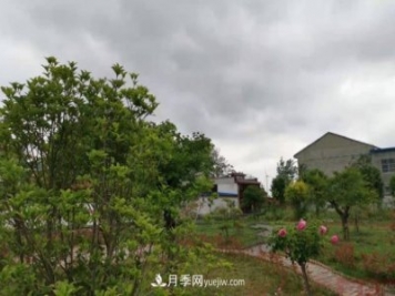 十三五以來(lái)，許昌市累計完成林業(yè)生態(tài)建設面積120余萬(wàn)畝