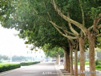 園林綠化中常用的法國梧桐，與古人詩(shī)詞中的梧桐是一種樹(shù)么？