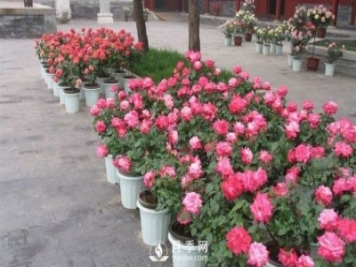 干貨來(lái)襲，月季花如何扦插及養護！