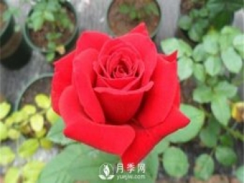 月季水扦插你真的知道嗎？詳細的水扦教程