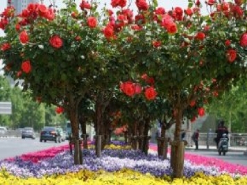 南陽(yáng)月季火出圈！鄭州市花月季舉手有話(huà)說(shuō)